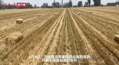 1000斤等于多少吨，一千斤等于多少吨（肖思远父母为啥偷偷收麦子）
