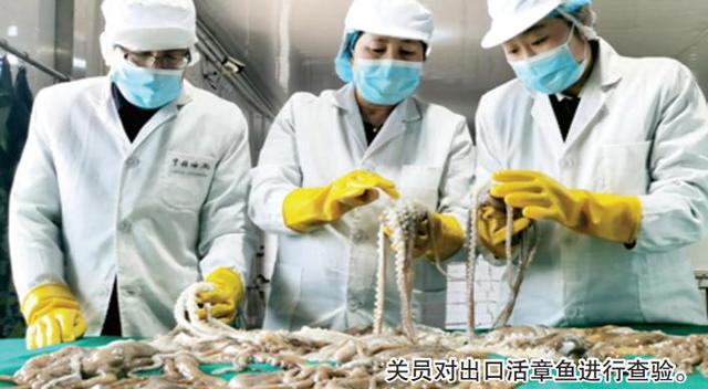 章鱼活吃卫生吗，吃活章鱼章鱼有感觉吗（烟台活章鱼出国享优先权）