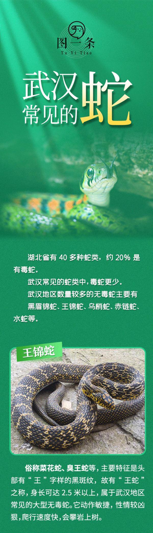 湖北最常见的毒蛇，农村一般会遇到什么毒蛇（遇到这种蛇迅速远离……）