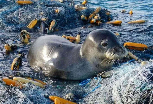 白色污染指的是什么，白色污染的防治措施（拒绝这些“白色”制品）