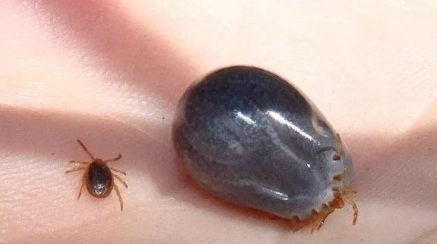 老鼠贴的胶粘衣服上怎么洗掉，粘鼠板粘到衣服怎么洗（广东疾控夏季防虫攻略来了）