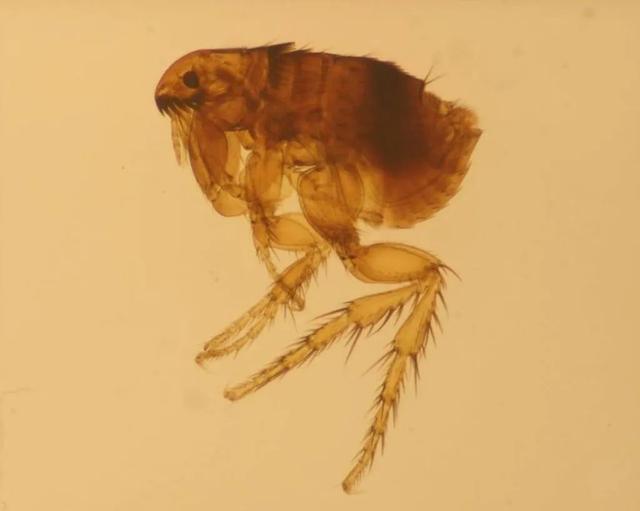 老鼠贴的胶粘衣服上怎么洗掉，粘鼠板粘到衣服怎么洗（广东疾控夏季防虫攻略来了）