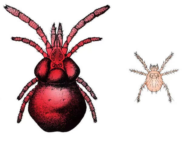 老鼠贴的胶粘衣服上怎么洗掉，粘鼠板粘到衣服怎么洗（广东疾控夏季防虫攻略来了）