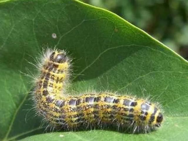 老鼠贴的胶粘衣服上怎么洗掉，粘鼠板粘到衣服怎么洗（广东疾控夏季防虫攻略来了）