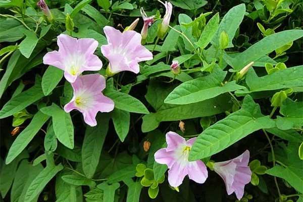 打碗花的花语及形态特征介绍，打碗花又叫什么花（打碗花）