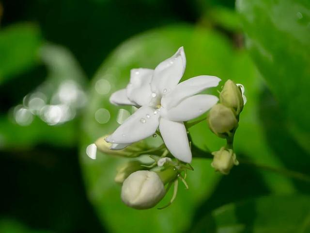 栀子花茶怎么泡，栀子花茶制作方法（泡茶喝护肝、炒着吃养胃、做凉拌清暑热）