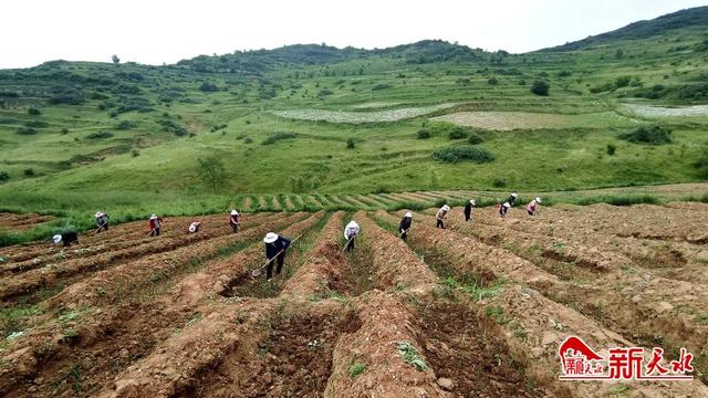 绵羊猪国内有养殖的吗，绵羊猪国内有养殖的吗现在（念好“养殖经“犇”向致富路）
