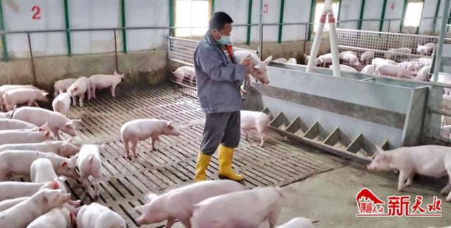 绵羊猪国内有养殖的吗，绵羊猪国内有养殖的吗现在（念好“养殖经“犇”向致富路）