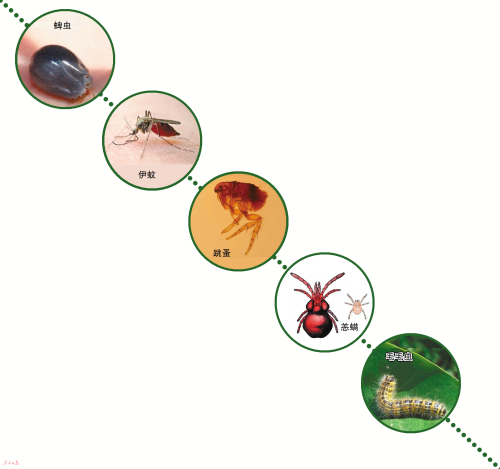蜱虫一般生活在什么地方，蜱虫一般生活在什么地方（户外游玩请小心这些“虫虫”）