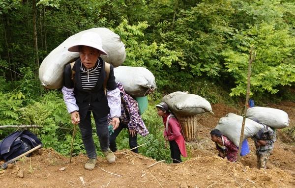 1000平方米等于多少亩，一千平方等于多少亩（林下天麻成群众增收致富“新引擎”）