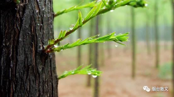 什么的雨填词语，什么的春雨给前面填上合适的词语（岳鑫‖雨）