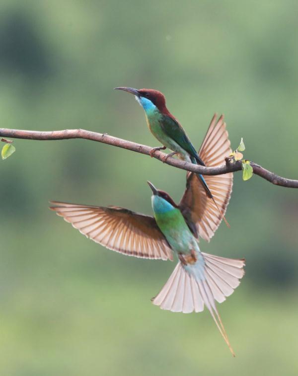 衡阳市属于哪个省，衡阳市是哪个省（湖南衡阳：山光悦鸟性）