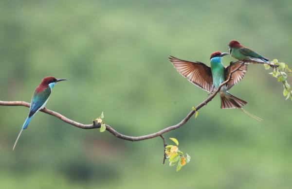 衡阳市属于哪个省，衡阳市是哪个省（湖南衡阳：山光悦鸟性）