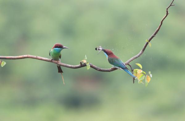 衡阳市属于哪个省，衡阳市是哪个省（湖南衡阳：山光悦鸟性）