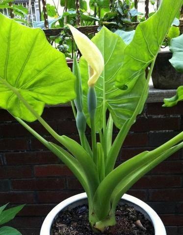 【致癌植物】常见的致癌植物有哪些，52种致癌植物包括哪些（这几种有毒的常见植物）