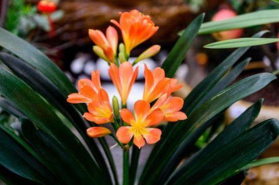 【致癌植物】常见的致癌植物有哪些，52种致癌植物包括哪些（这几种有毒的常见植物）