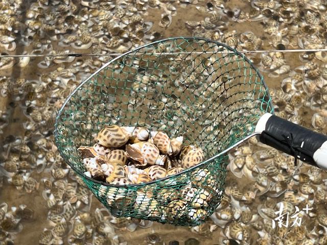 东风螺，成为水产“新宠”（东风螺煮几分钟）