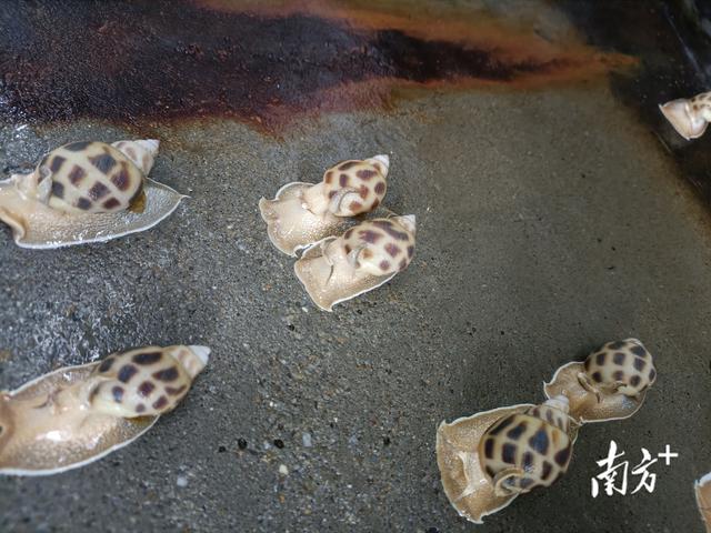 东风螺，成为水产“新宠”（东风螺煮几分钟）