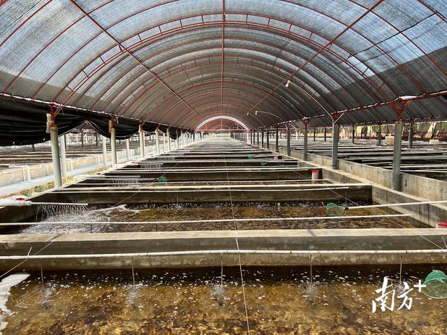 东风螺，成为水产“新宠”（东风螺煮几分钟）