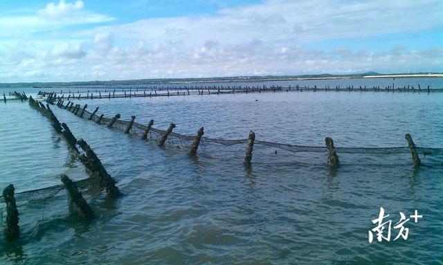 东风螺，成为水产“新宠”（东风螺煮几分钟）