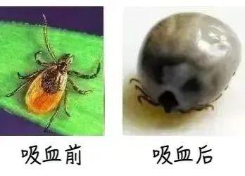 蜱虫一般有多少厘米，蜱虫有多大（身上突然冒出“小黑点”）