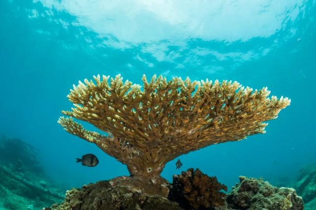 海南潜水地点，海南潜水价格（暑假一起潜入陵水的海底世界）