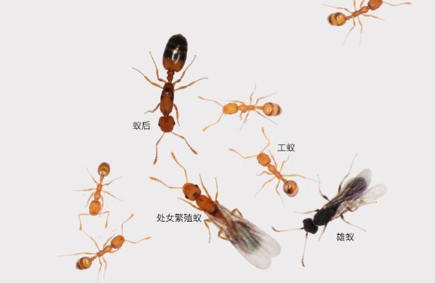 蚂蚁有脑子吗，怎样灭蚂蚁最有效（科学家揭示蚂蚁不同品级间的脑特化现象）