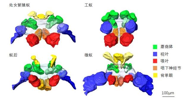 蚂蚁有脑子吗，怎样灭蚂蚁最有效（科学家揭示蚂蚁不同品级间的脑特化现象）