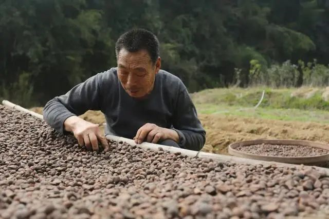 油茶籽油的功效与作用及食用方法，油茶籽油百科（山茶油，真的不简单）