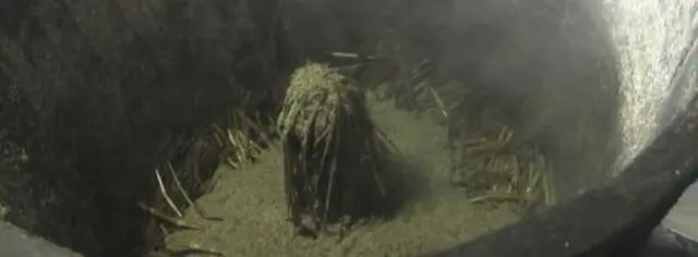 油茶籽油的功效与作用及食用方法，油茶籽油百科（山茶油，真的不简单）