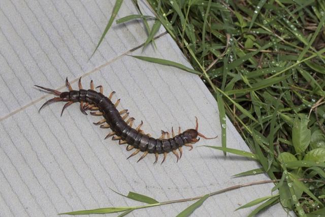 为什么不能踩死蜈蚣，遇到“它”，不要用手碰