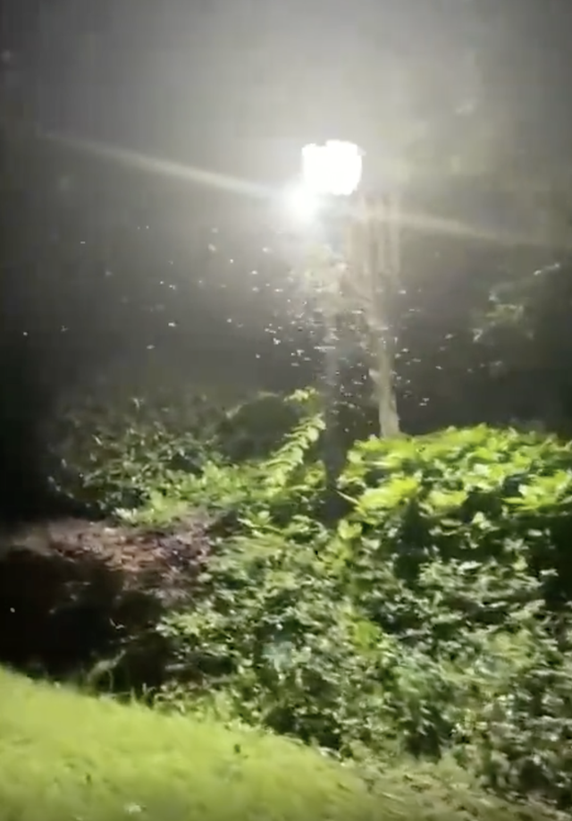 路灯下的照片，傍晚的路灯（”杭州小区一幕吓坏女业主图片）