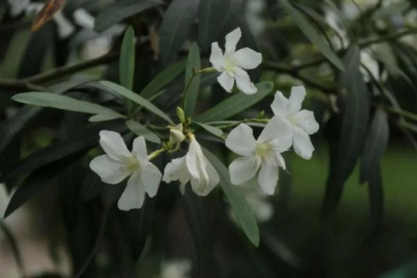 夹竹桃的功效与作用，夹竹桃有毒吗（这种常见花，有毒）