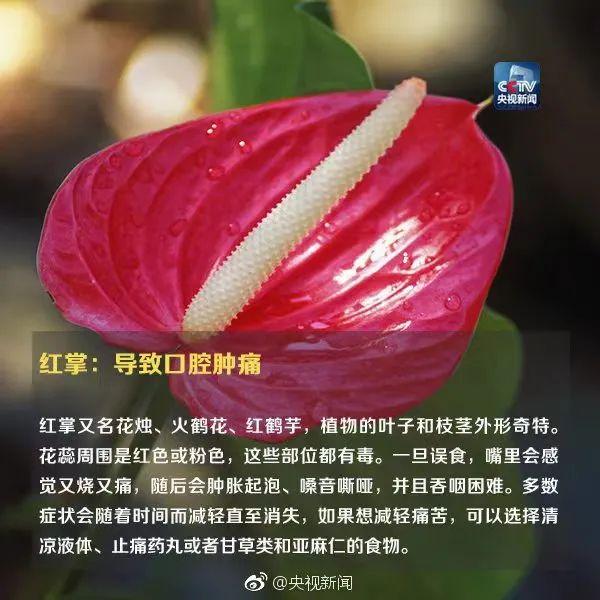 夹竹桃的功效与作用，夹竹桃有毒吗（这种常见花，有毒）