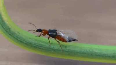 潮湿虫咬人吗，潮湿虫咬的疙瘩图片（这种虫子爱在夏季“攻击”你）