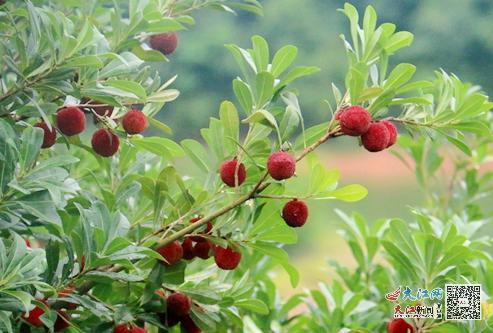 南昌杨梅节，南昌杨梅采摘（外地游客直夸武宁杨梅好吃）