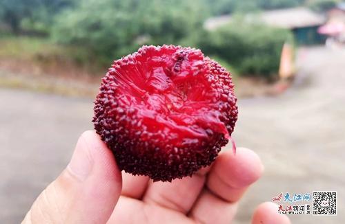 南昌杨梅节，南昌杨梅采摘（外地游客直夸武宁杨梅好吃）