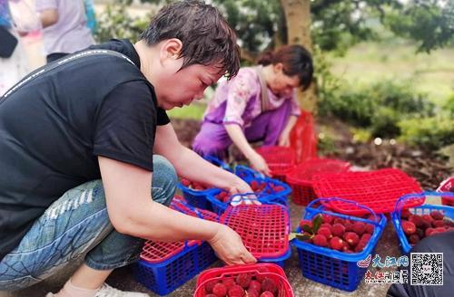 南昌杨梅节，南昌杨梅采摘（外地游客直夸武宁杨梅好吃）