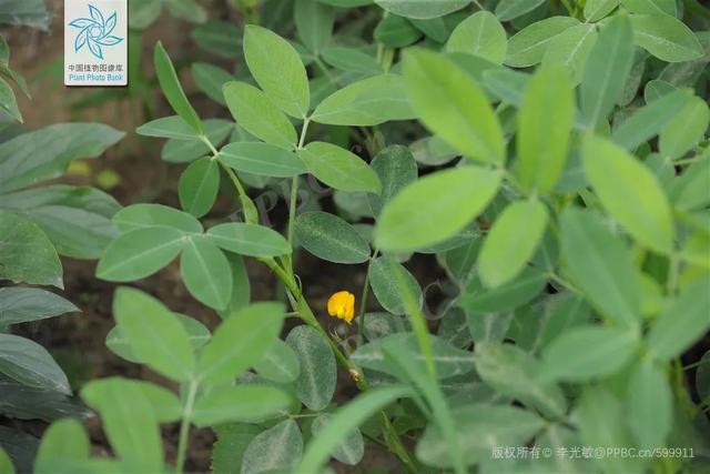 油料作物有哪些，农作物有哪些（认识一下常见的油料作物）