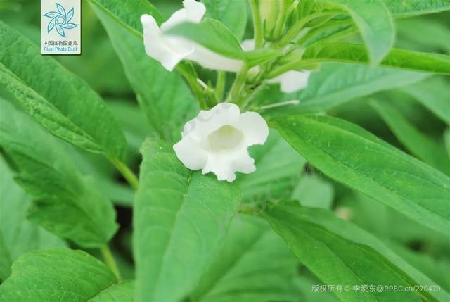 油料作物有哪些，农作物有哪些（认识一下常见的油料作物）