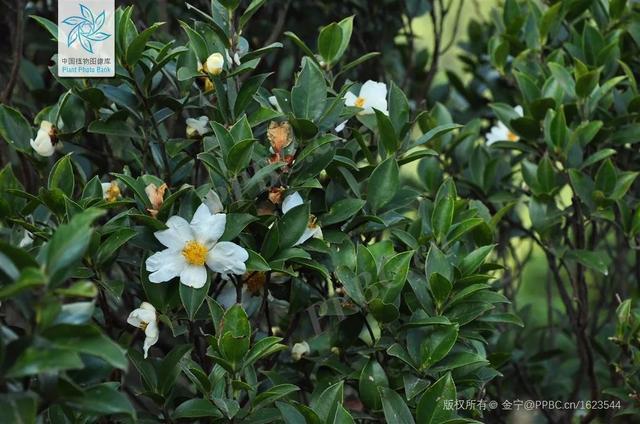 油料作物有哪些，农作物有哪些（认识一下常见的油料作物）