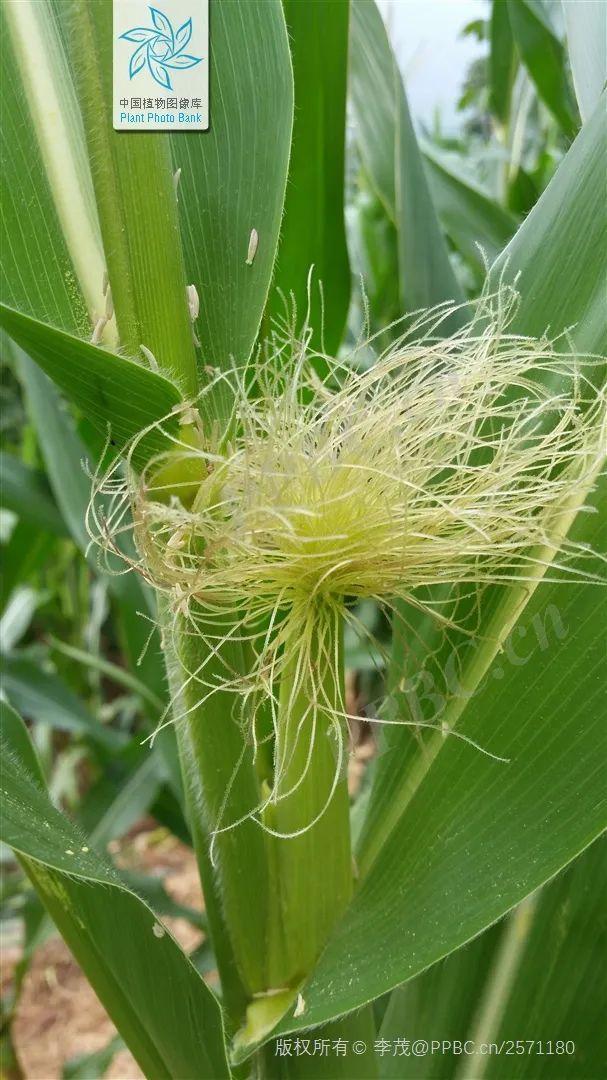 油料作物有哪些，农作物有哪些（认识一下常见的油料作物）