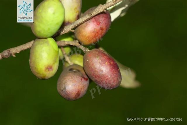 油料作物有哪些，农作物有哪些（认识一下常见的油料作物）