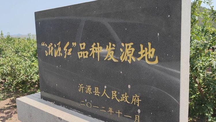 桑黄菌多少钱一斤，人工种植的桑黄菌多少钱一斤（“沂源红”蝶变乡村振兴“幸福红”）