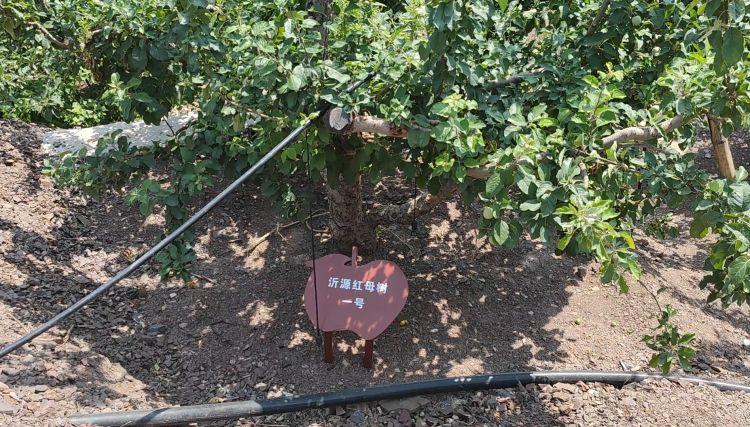 桑黄菌多少钱一斤，人工种植的桑黄菌多少钱一斤（“沂源红”蝶变乡村振兴“幸福红”）