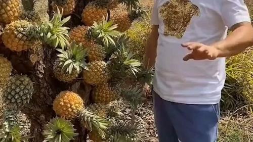 山竹长在土里还是树上图片，山竹长在土里还是树上（山竹埋土里、草莓改上树）