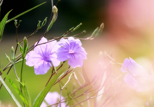 月亮月亮你别睡是什么歌，月亮月亮你别睡是哪首歌名（有时候雨会滴落在小县城的街道上）