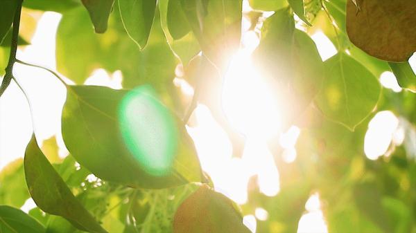 c罩杯有多大水果比喻，如何形容罩杯的大小（老年生活健康又快乐）
