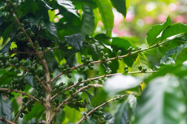 咖啡杯子哪种材质好，什么样的咖啡杯（咖啡“小庄园”延伸产业“长链条”）