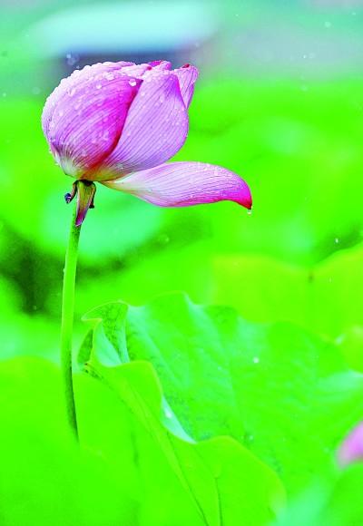 骄阳似火什么意思，夏至：骄阳似火 生命蓬勃